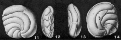 Cassidulinella pliocenica Natland, 1940