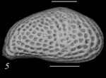 Holotype of Cytheridea jonesi  Sciuto, Temani & Ammar, 2021
