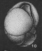 Lernella auri Saidova, 1975 Lernella auri Saidova, 1975