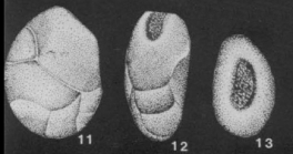 Pseudocassidulinoides galoa de Klasz & Rérat, 1963