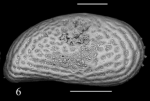 Holotype of Cytheridea münsteri Sciuto, Temani & Ammar, 2021