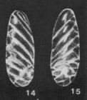 Subsidebottomina parviformis McCulloch, 1977