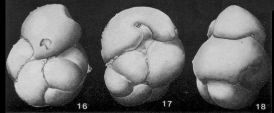 Stichocassidulina thalmanni Stone, 1946 Stichocassidulina thalmanni Stone, 1946