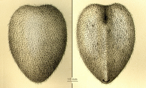 Spatagocystis challengeri