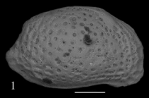 Holotype of Aurila doruki Sciuto, Temani & Ammar, 2021