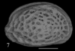 Holotype of Cimbaurila mariellae Sciuto, Temani & Ammar, 2021