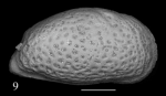 Holotype of Peteraurila carbonneli Sciuto, Temani & Ammar, 2021
