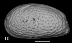 Holotype of Peteraurila moisettei Sciuto, Temani & Ammar, 2021