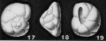 Cassidulinita prima Suzin, 1952