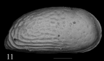 Holotype of Peteraurila nachitei Sciuto, Temani & Ammar, 2021