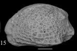 Holotype of Urocythere (Pokornyella) bremani Sciuto, Temani & Ammar, 2021