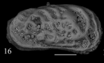 Holotype of Callistocythere sissinghi Sciuto, Temani & Ammar, 2021
