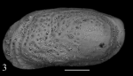 Holotype of Mediocytherideis hornei Sciuto, Temani & Ammar, 2021