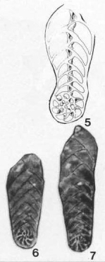 Bolivinopsis pulchella Cushman & Stainforth, 1947
