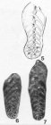 Bolivinopsis pulchella Cushman & Stainforth, 1947