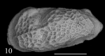 Holotype of Neomonoceratina lajmii Sciuto, Temani & Ammar, 2021