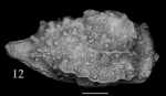 Holotype of Neomonoceratina morkhoweni Sciuto, Temani & Ammar, 2021