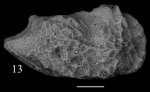 Holotype of Neomonoceratina mostafawii Sciuto, Temani & Ammar, 2021