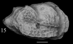 Holotype of Neomonoceratina reussi Sciuto, Temani & Ammar, 2021