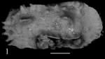 Holotype of Carinocythereis carboneli Sciuto, Temani & Ammar, 2021