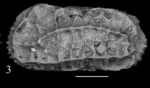 Holotype of Chrysocythere nevianii Sciuto, Temani & Ammar, 2021