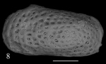 Holotype of Cistacythereis merzeraudi Sciuto, Temani & Ammar, 2021