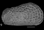 Holotype of Cistacythereis purii Sciuto, Temani & Ammar, 2021 