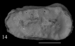 Holotype of Okadaleberis azouzi Sciuto, Temani & Ammar, 2021