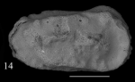 Ostracoda (seed shrimp)
