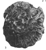 Vaughanina barkeri Brönnimann, 1954