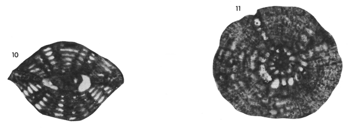 Vaughanina barkeri Brönnimann, 1954
