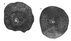 Pseudorbitoides israelskii Vaughan & Cole, 1932