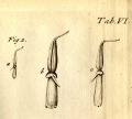 Original Figures from Abildgaard, 1794