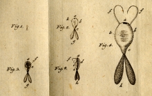 Original Figures from Fabricius, 1794