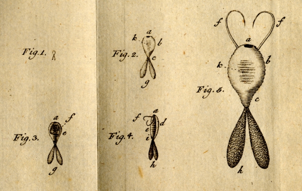 Original Figures from Fabricius, 1794