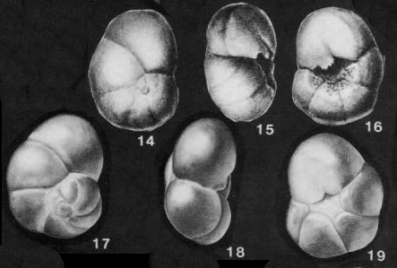 Ceratolamarckina tuberculata (Brotzen, 1948) Ceratolamarckina tuberculata (Brotzen, 1948)