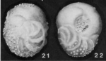 Roglicia sphaerica van Bellen, 1941