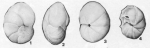 Ceratocancris clifdenensis (Finlay, 1939)