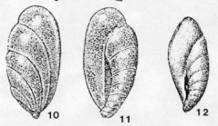 Cerobertinella dossoriensis Fursenko & Myatlyuk, 1980