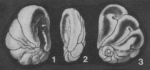 Ceratobuliminoides bassensis Parr, 1950