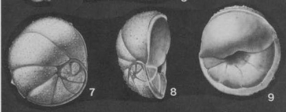 Lamarckina erinacea (Karrer, 1868)