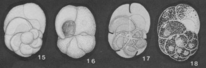Rubratella intermedia Grell, 1956