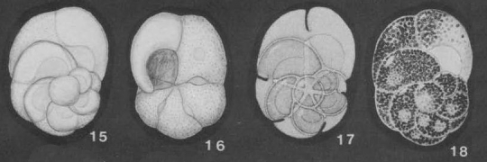 Rubratella intermedia Grell, 1956 Rubratella intermedia Grell, 1956