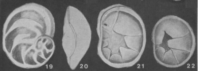 Vellaena zealandica Srinivasan, 1966
