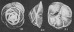 Pseudolamarckina rjasanensis (Uhlig, 1883)
