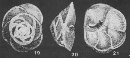 Pseudolamarckina rjasanensis (Uhlig, 1883) Pseudolamarckina rjasanensis (Uhlig, 1883)