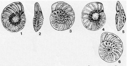 Chalilovella faveolata Poroshina, 1985 Chalilovella faveolata Poroshina, 1985