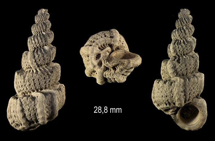 Cirsotrema pumiceum (Brocchi, 1814) Cirsotrema pumiceum (Brocchi, 1814)