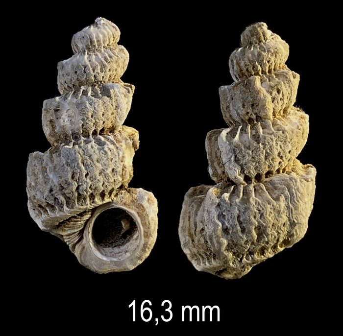 Cirsotrema pumiceum (Brocchi, 1814) Cirsotrema pumiceum (Brocchi, 1814)