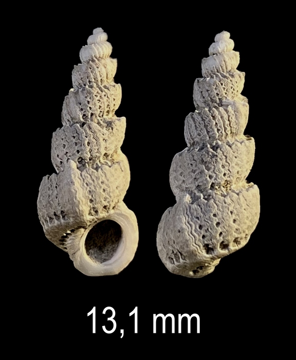 Cirsotrema pumiceum (Brocchi, 1814) Cirsotrema pumiceum (Brocchi, 1814)